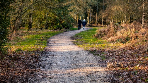 Morgaston Woods in winter